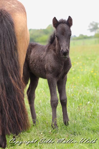 Konstantin c.JPG - Konstantin von Heidmoor 2 Tage alt